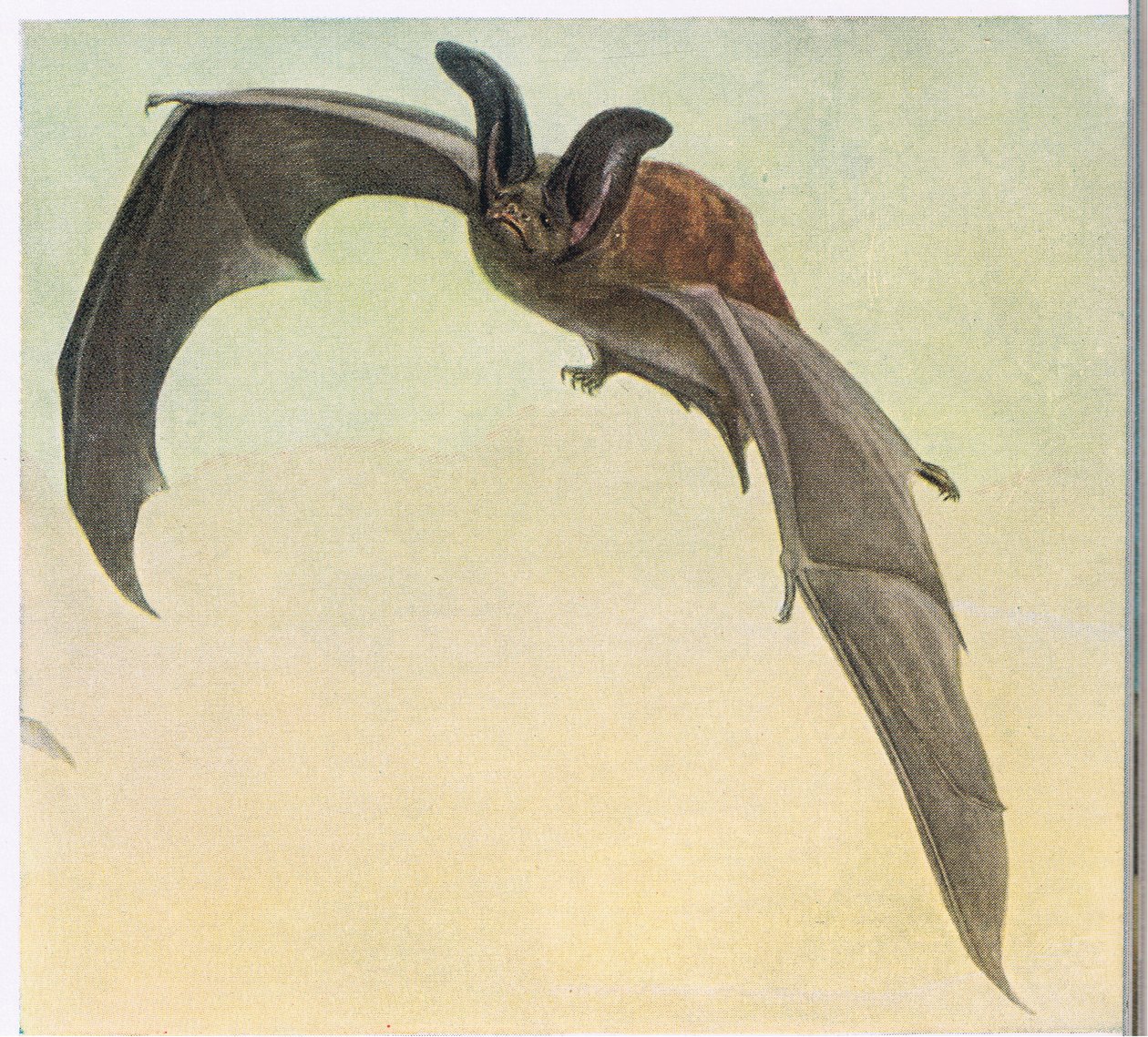 Pallid Bat by Louis Agassiz Fuertes