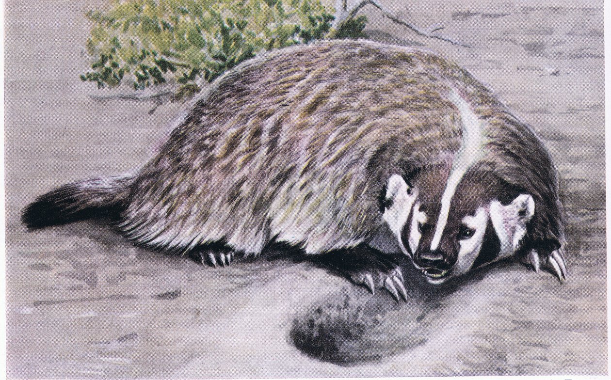 Strong Clawed Badger Excavating for Food by Louis Agassiz Fuertes