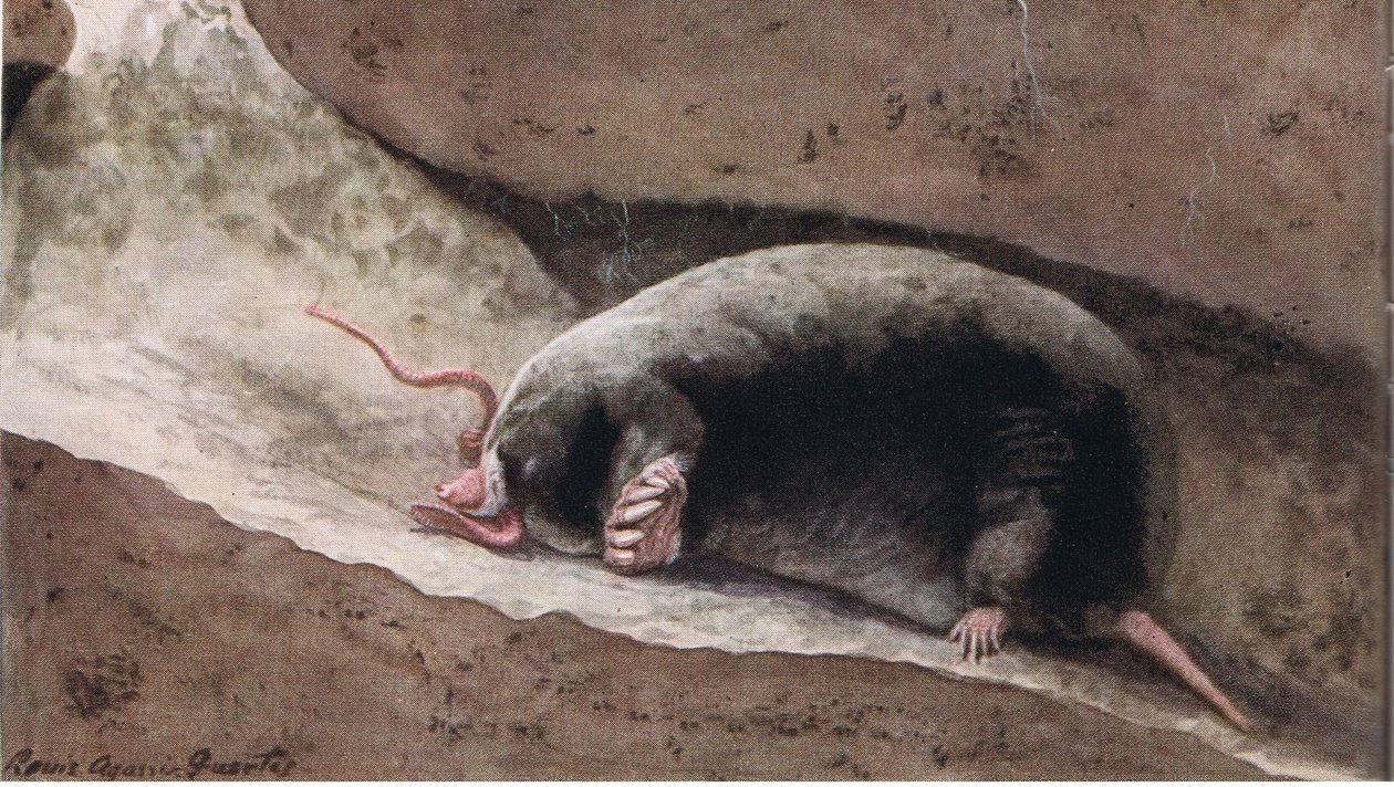 Townsend Mole by Louis Agassiz Fuertes