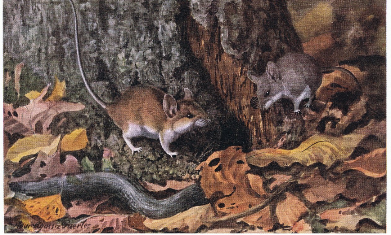 White Footed Mouse with fawn coat watching youngster by Louis Agassiz Fuertes