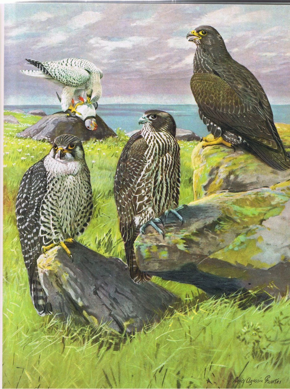 White Gyr Falcon, Black Gyr Falcon by Louis Agassiz Fuertes