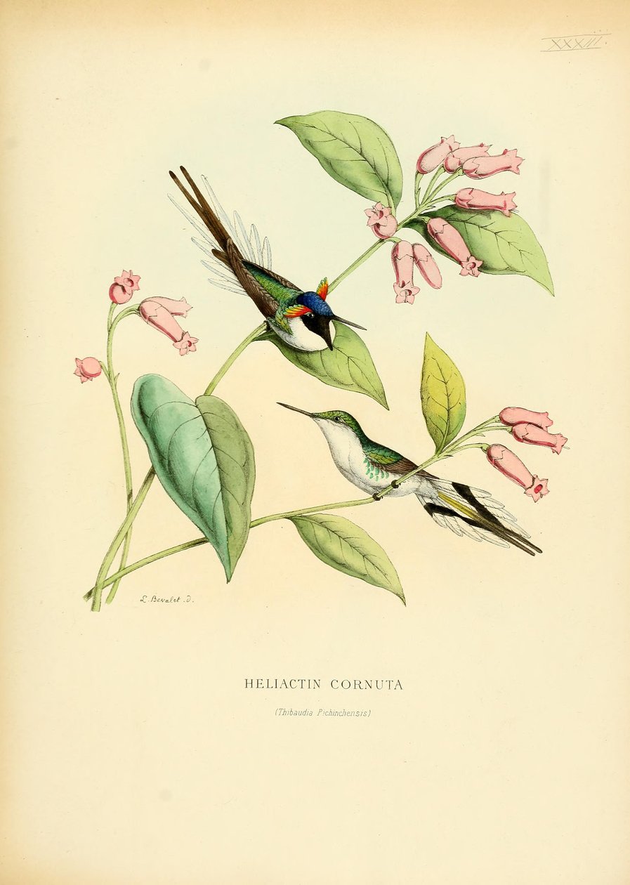 Heliactin cornuta by Louis Victor Bevalet
