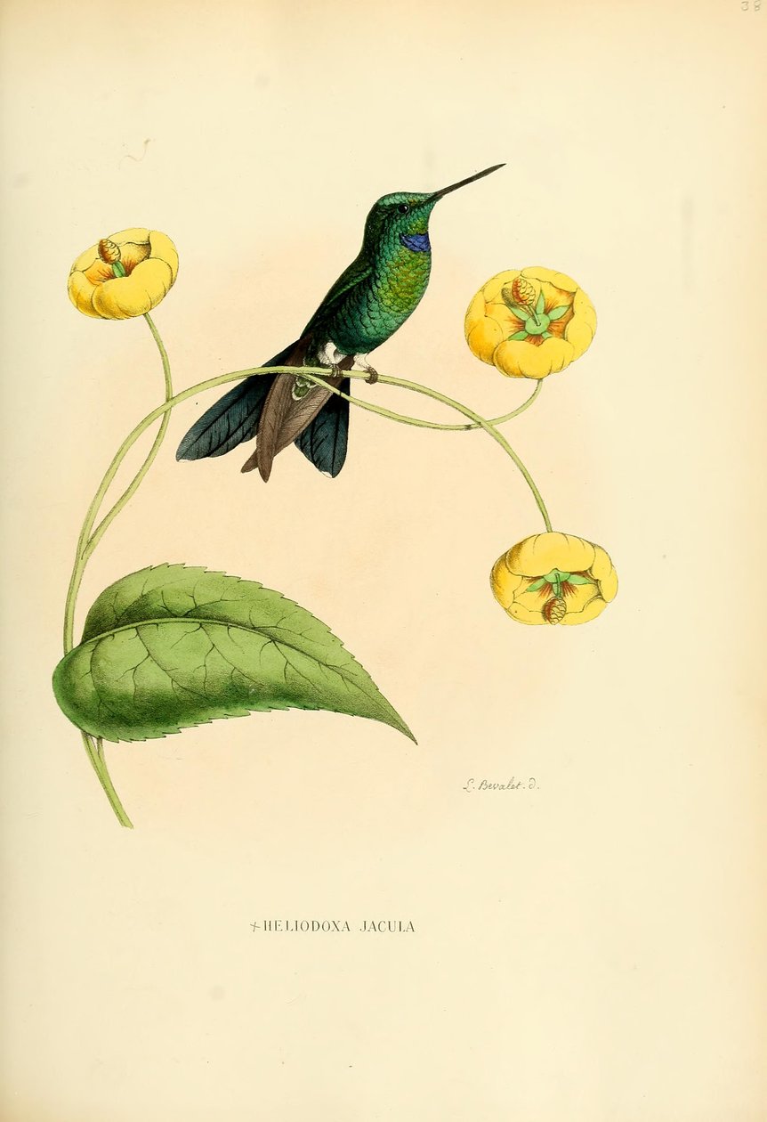 Heliodoxa jacula by Louis Victor Bevalet