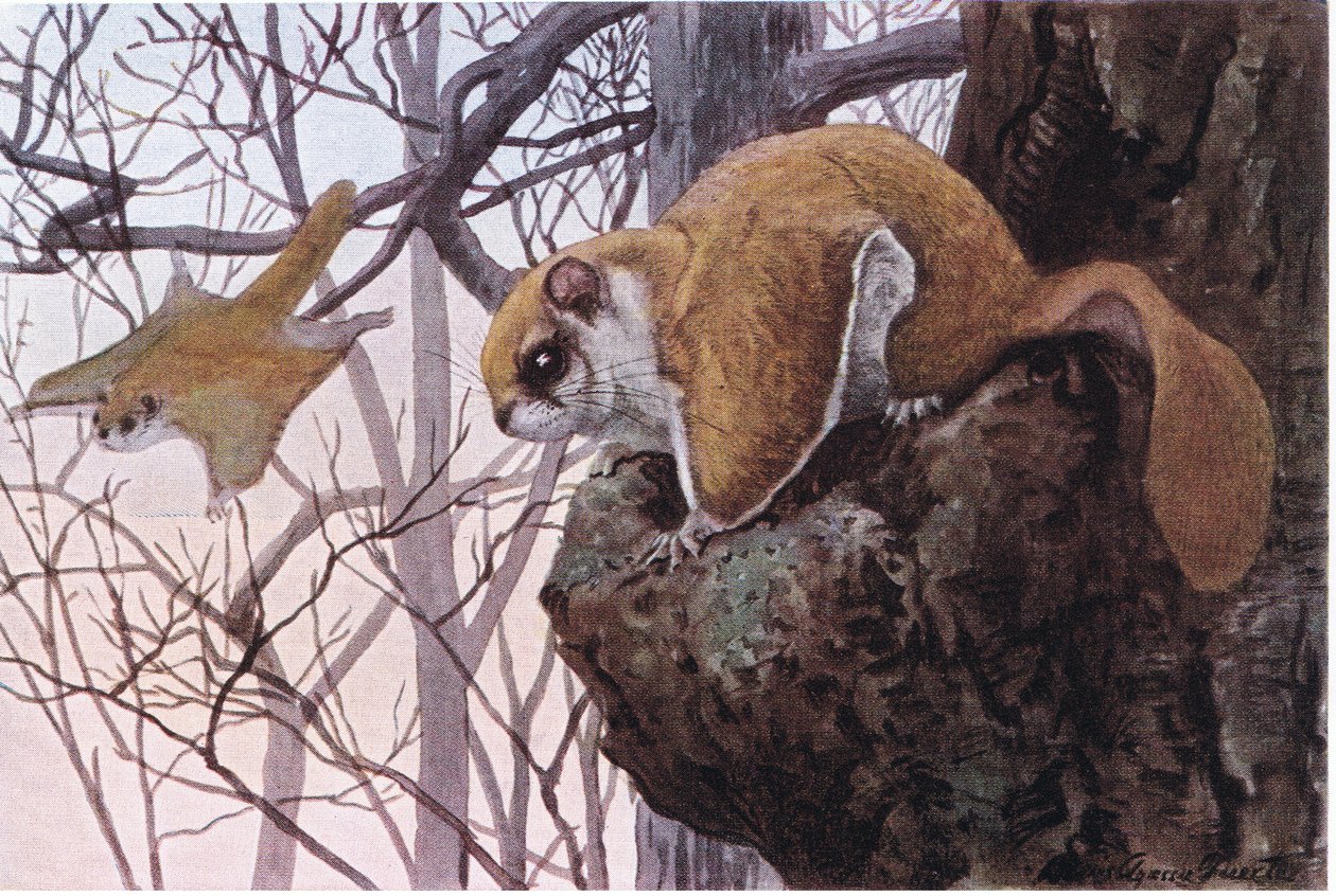 Southern Flying Squirrel Has Gliding Membranes by Louis Agassiz Fuertes