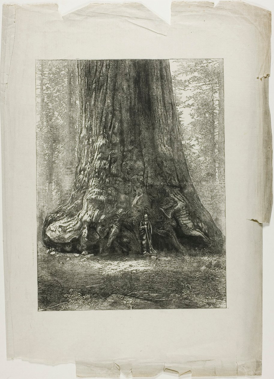 Twisted Trees by Louis Auguste Lepère