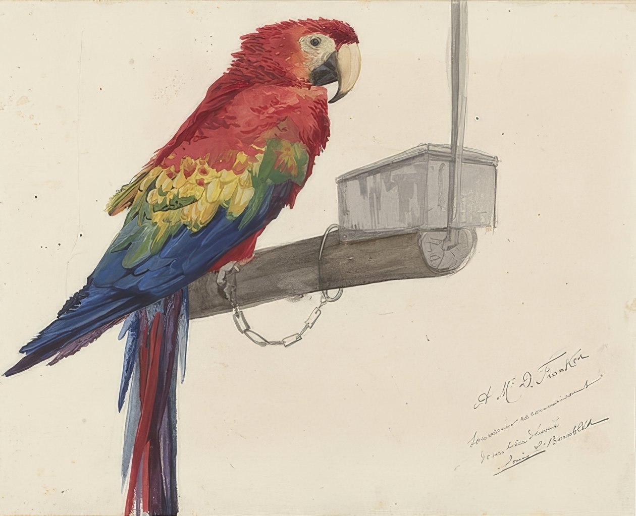 Parrot. 1879 by Louis Charles Bombled