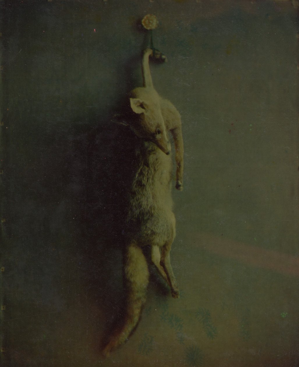 Fox by Louis Ducos du Hauron