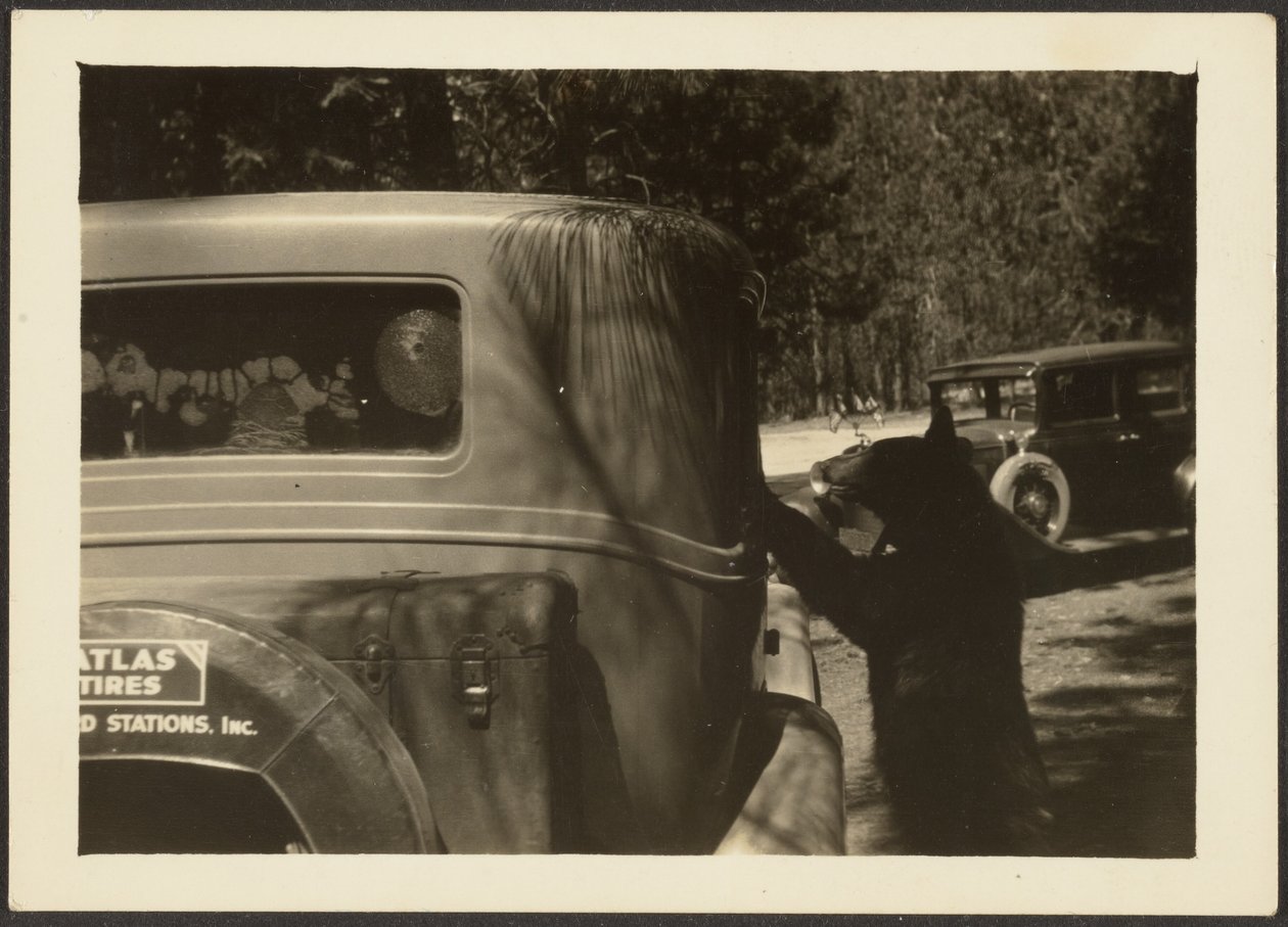 Bear at Car by Louis Fleckenstein