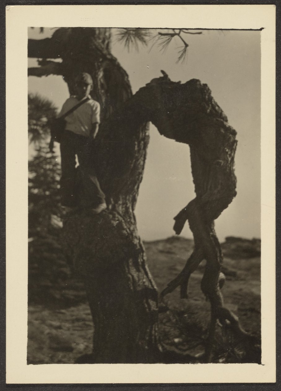 Bobby on Knot of Pine Tree by Louis Fleckenstein
