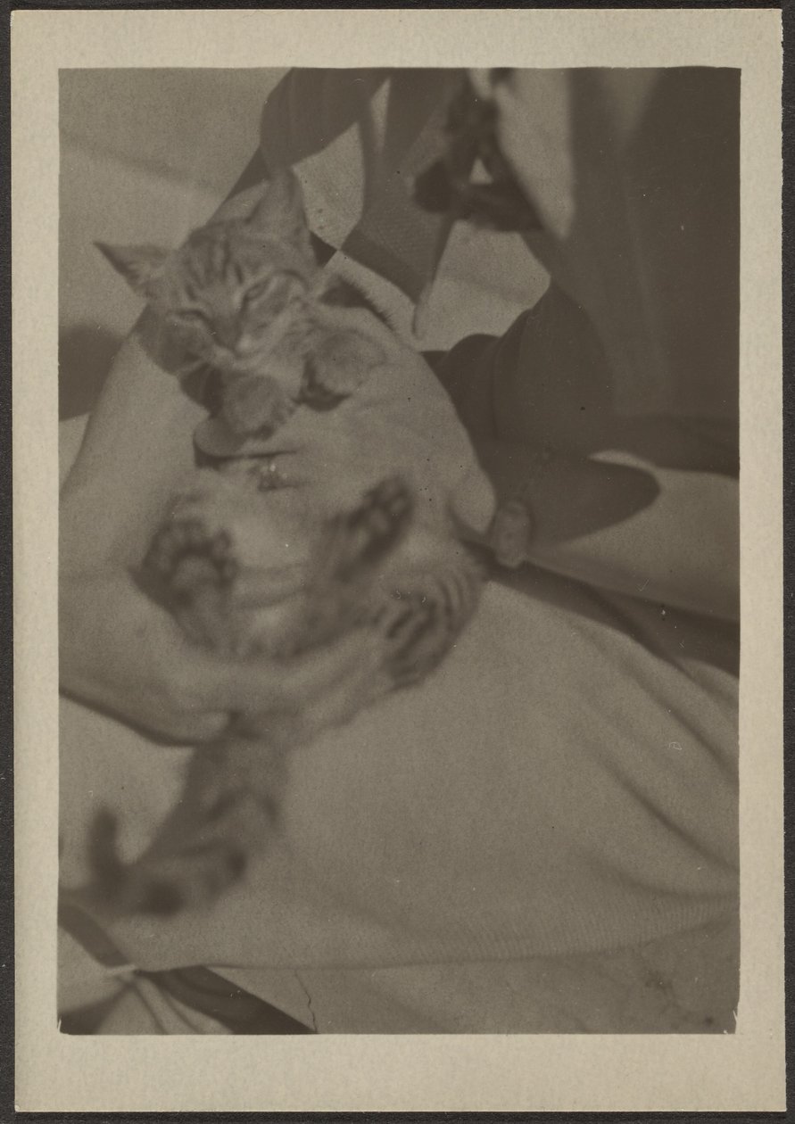 Cat by Louis Fleckenstein