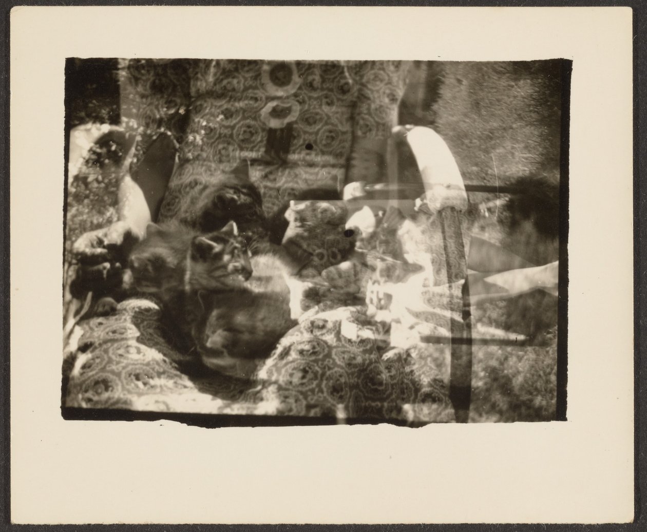 Cats and Reflections by Louis Fleckenstein
