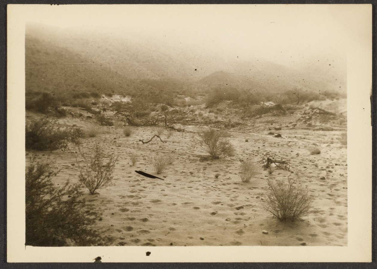 Coyote Canyon by Louis Fleckenstein
