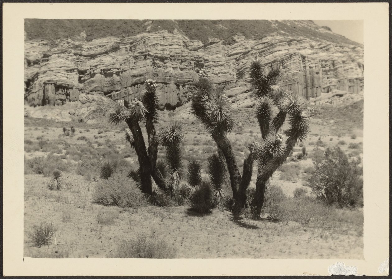 Landscape with Joshua Trees by Louis Fleckenstein