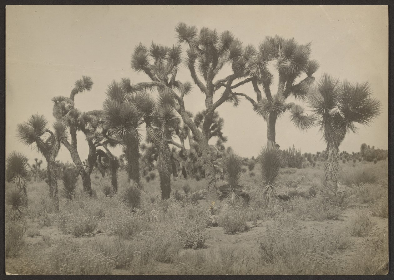 Landscape with Joshua Trees by Louis Fleckenstein