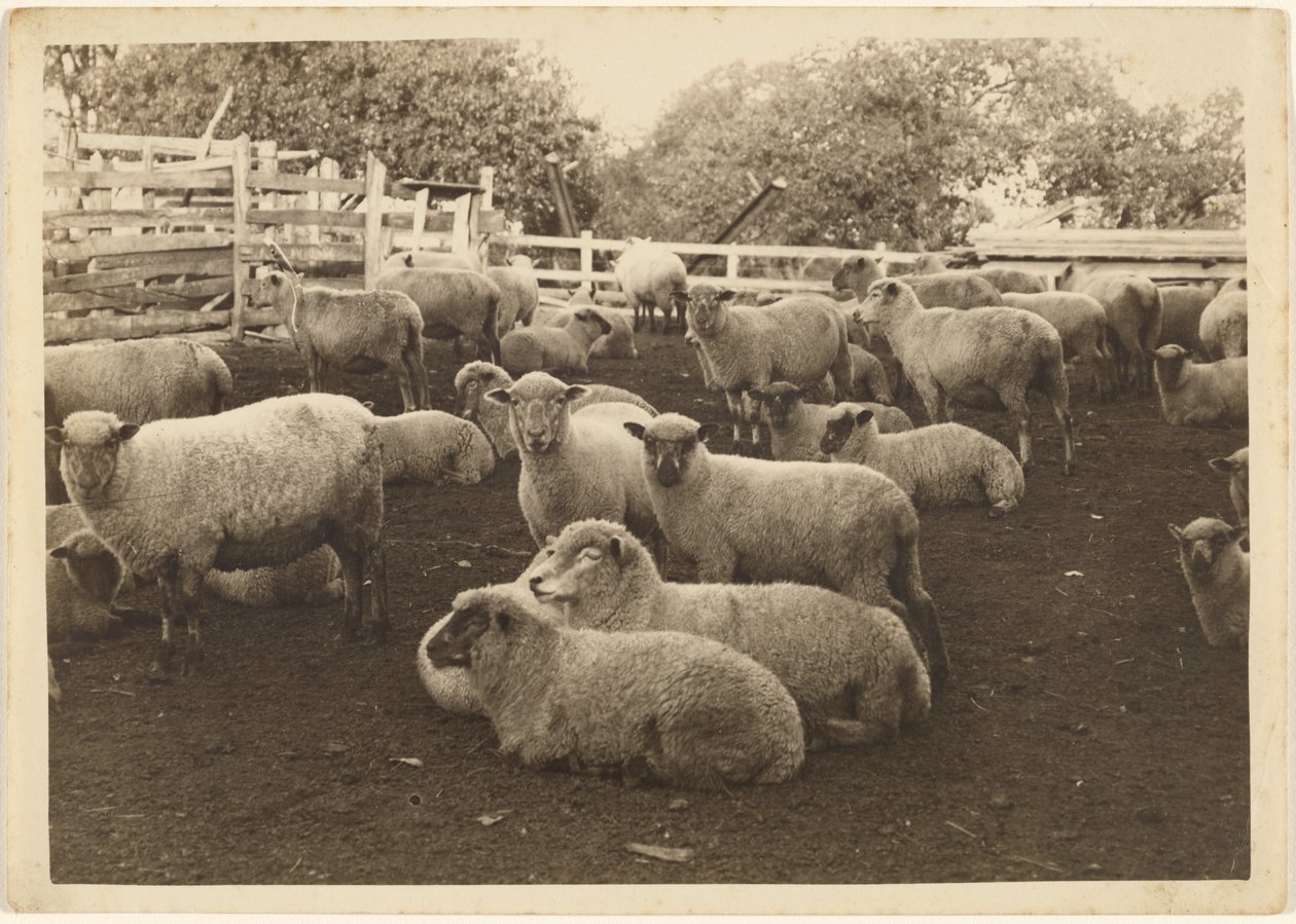 Sheep in Pen by Louis Fleckenstein