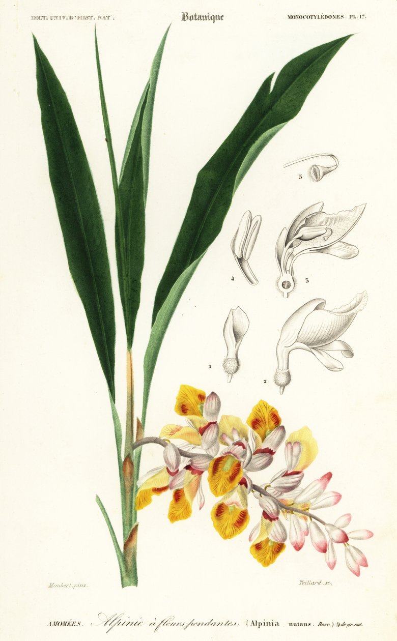 Shellflower, Alpinia nutans (1849) by Louis Joseph Edouard Maubert