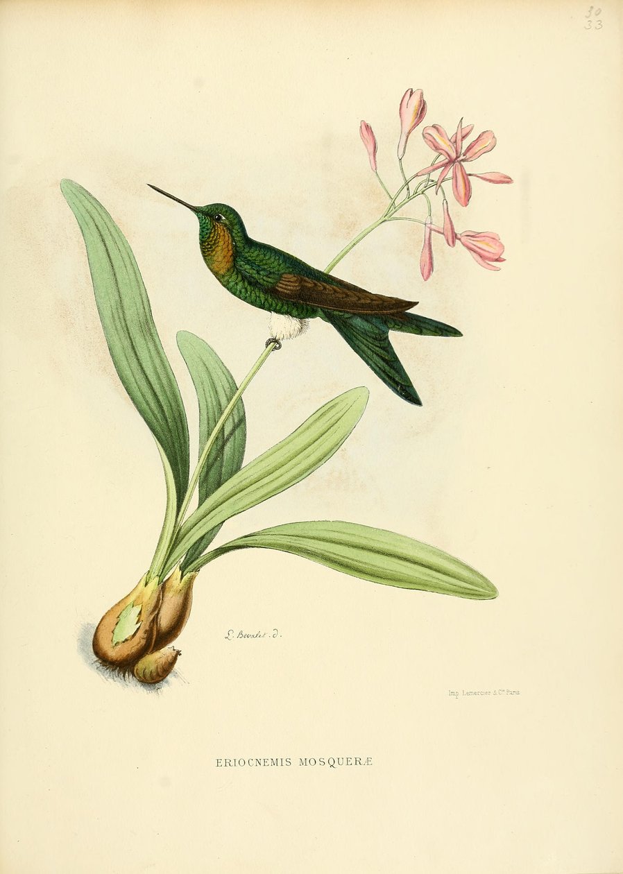 Eriocnemis mosquerae by Louis Victor Bevalet