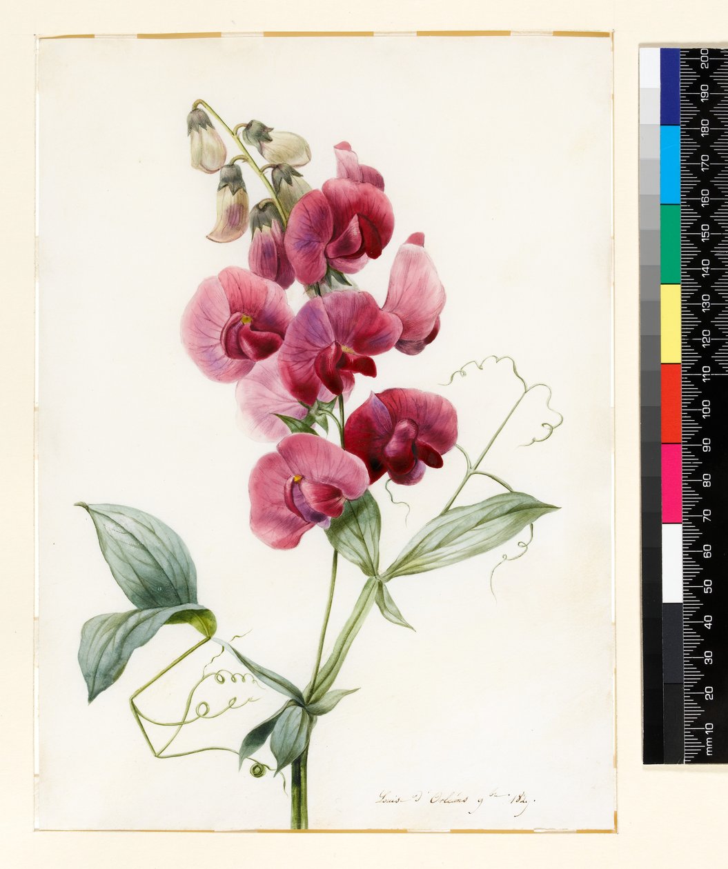 Lathyrus latifolius (Everlasting Pea) by Louise DOrleans