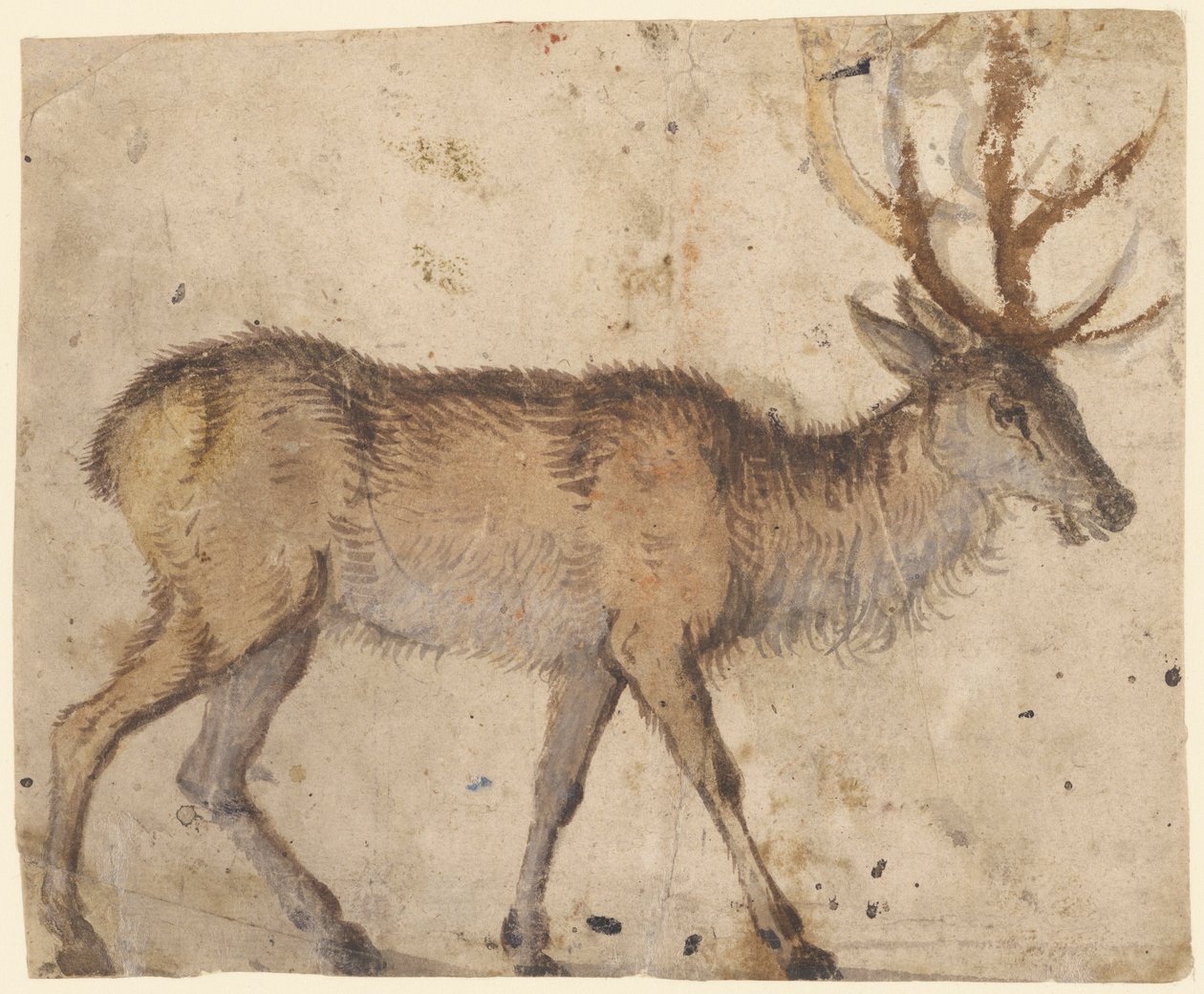 Study of a Deer by Lucas Cranach the Elder