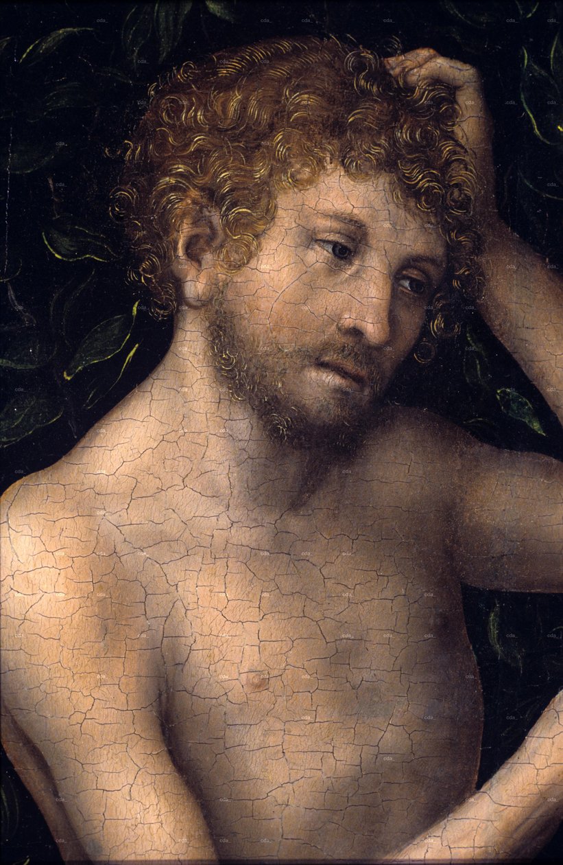 Adam and Eve (detail) by Lucas Cranach the Elder