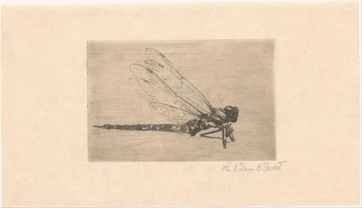 Dragonfly by Lucie van Dam