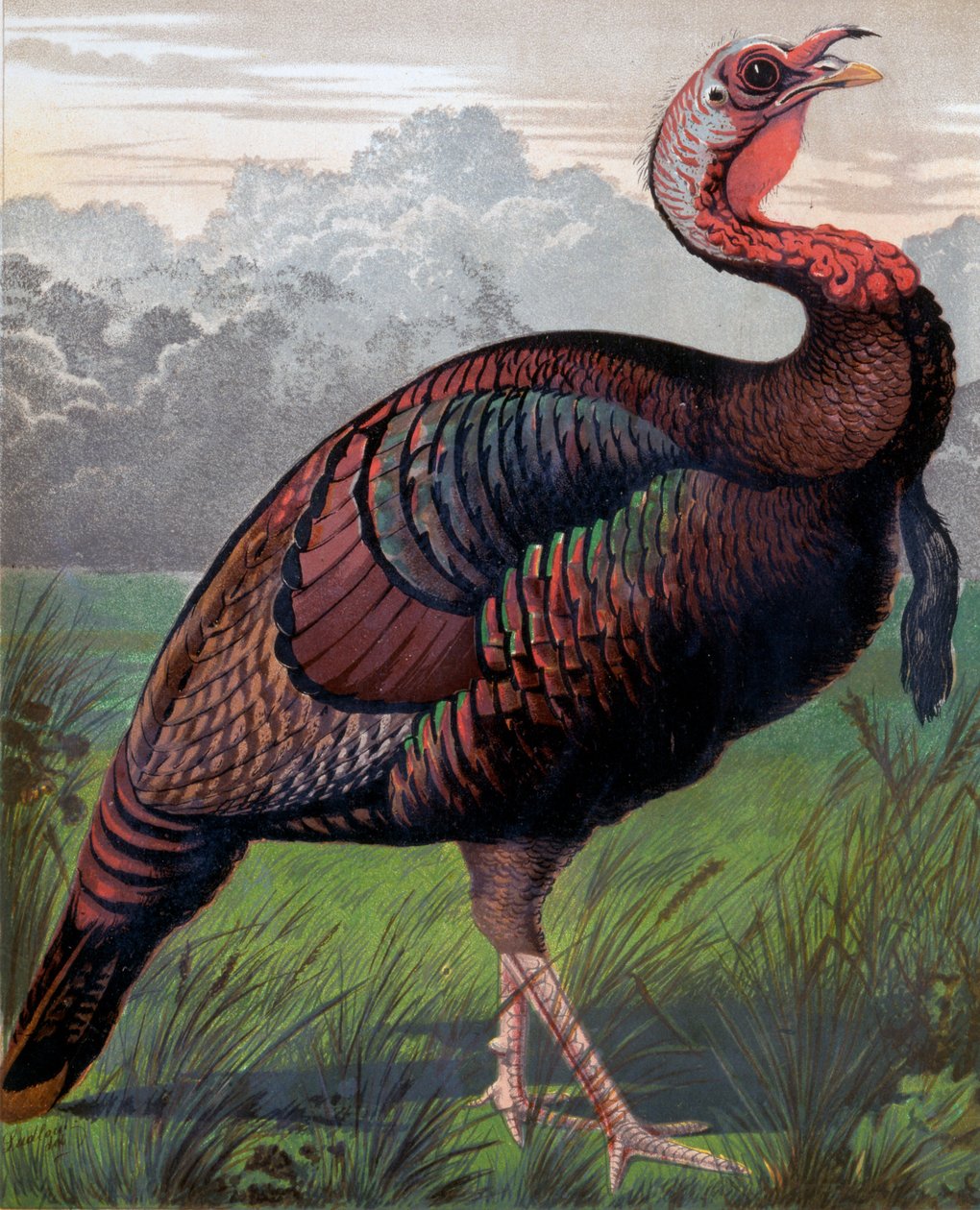 The Wild American Turkey Cock, illustration from Cassells Poultry Book, engraved by Vincent Brooks Day & Son by Ludlow