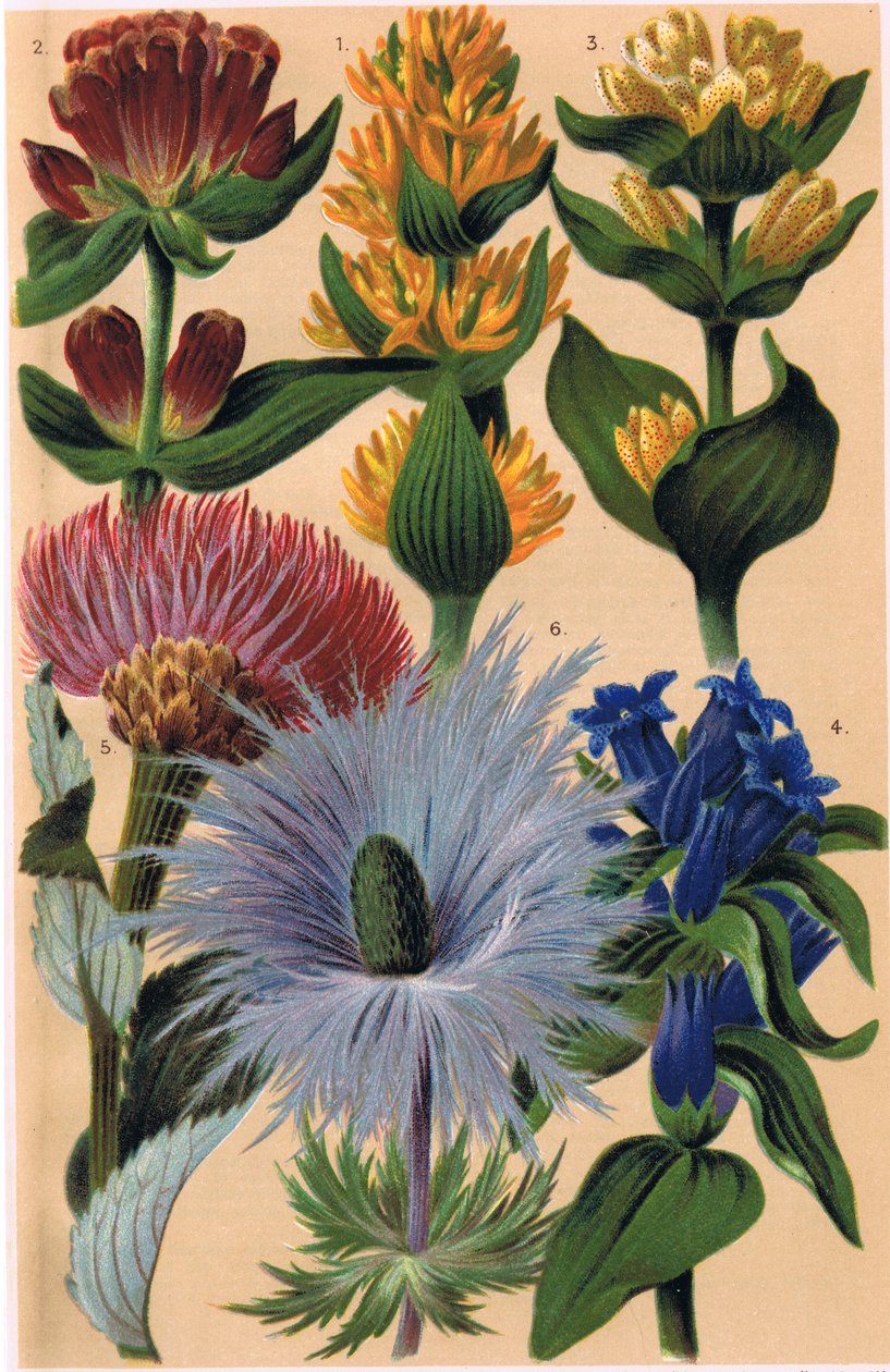 Alpine Plants, Illustration from 