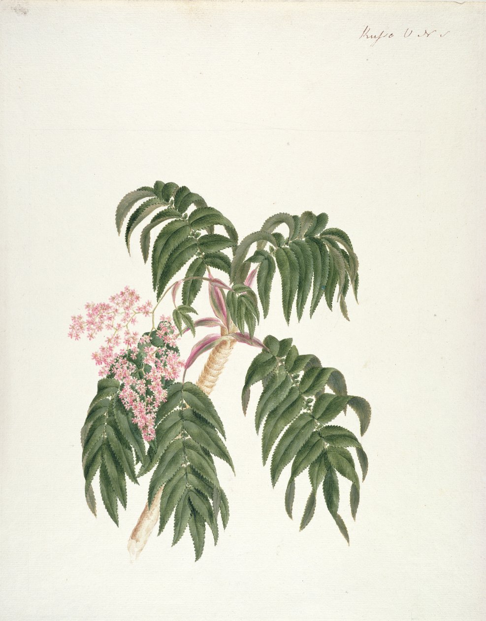 Cusso or Banbesia; Abyssinia (Leaves and Flowers) by Luigi Balugani