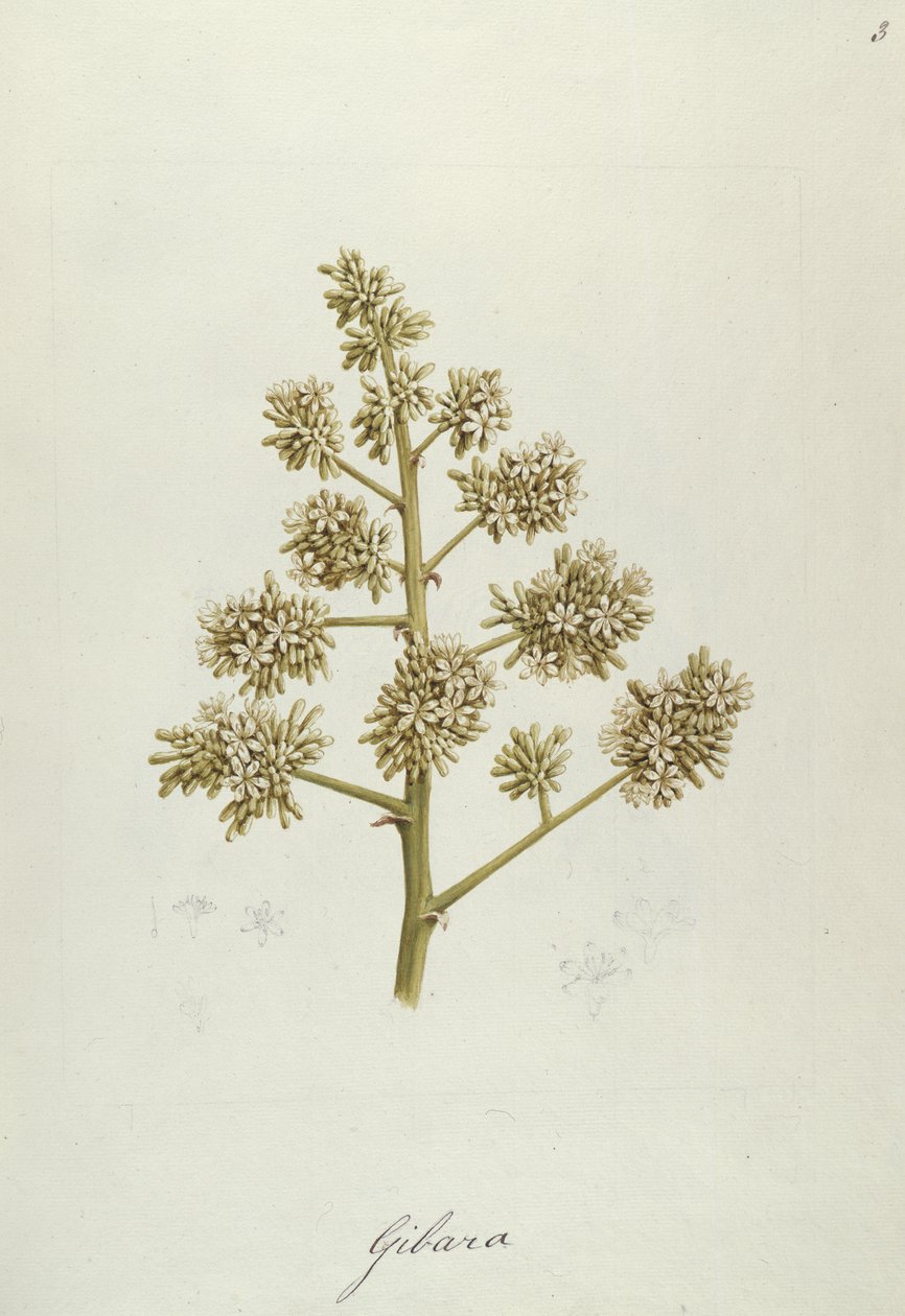 Gibara, Illustration from Forty-one Botanical Drawings with Notes by Luigi Balugani