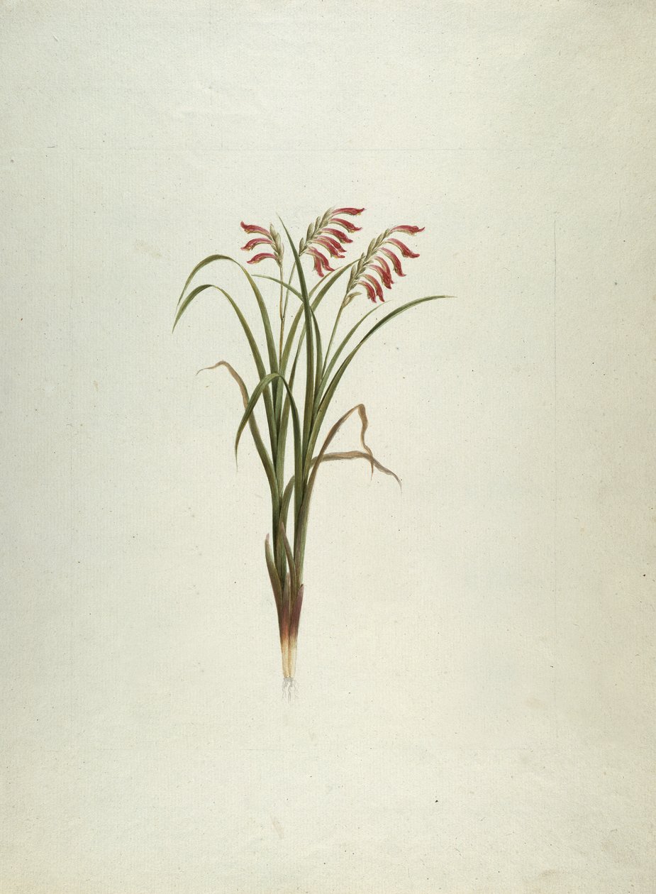 Unidentified Plant with Flowers by Luigi Balugani