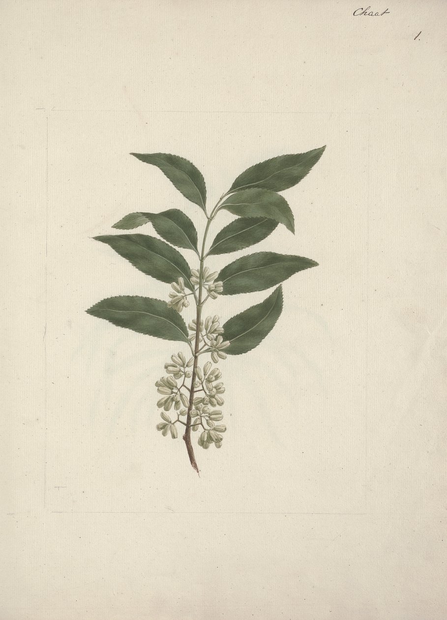 Catha Edulis Forssk. (Khath): Finished Drawing by Luigi Balugani