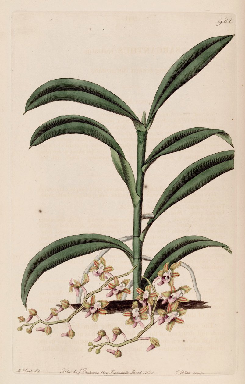 Illustration of Cleisostoma recurvum (as syn. Sarcanthus rostratus) by M. Hart