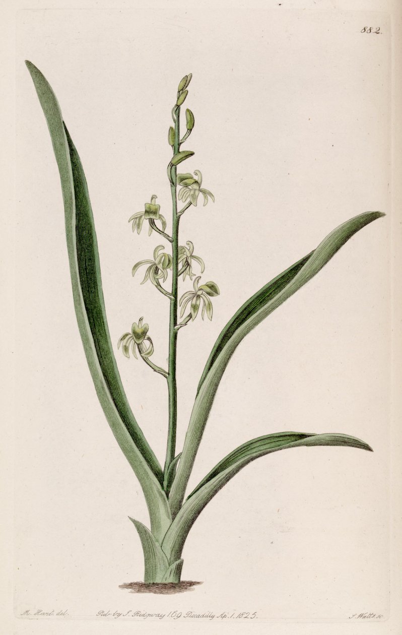 Illustration of Liparis reflexa (as syn. Liparis foliosa) by M. Hart