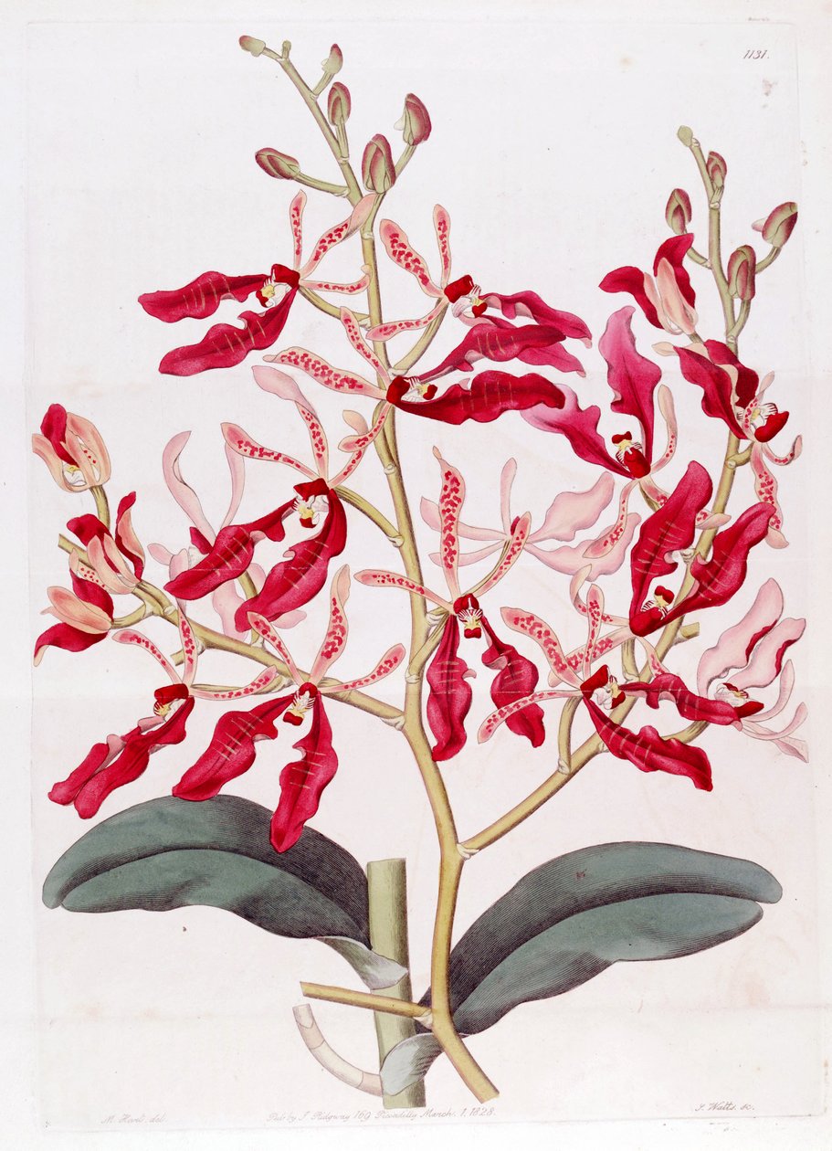 Illustration of Renanthera coccinea by M. Hart