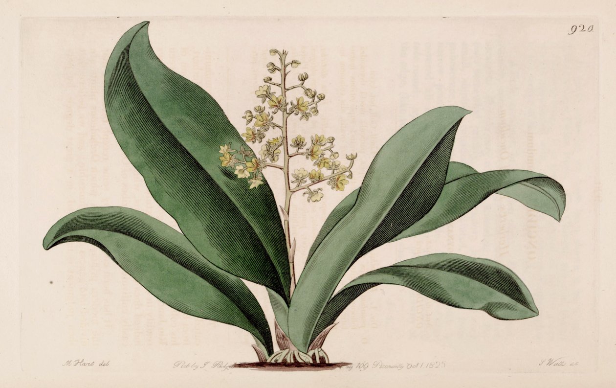 Illustration of Trichocentrum pumilum (as syn. Oncidium pumilum) by M. Hart