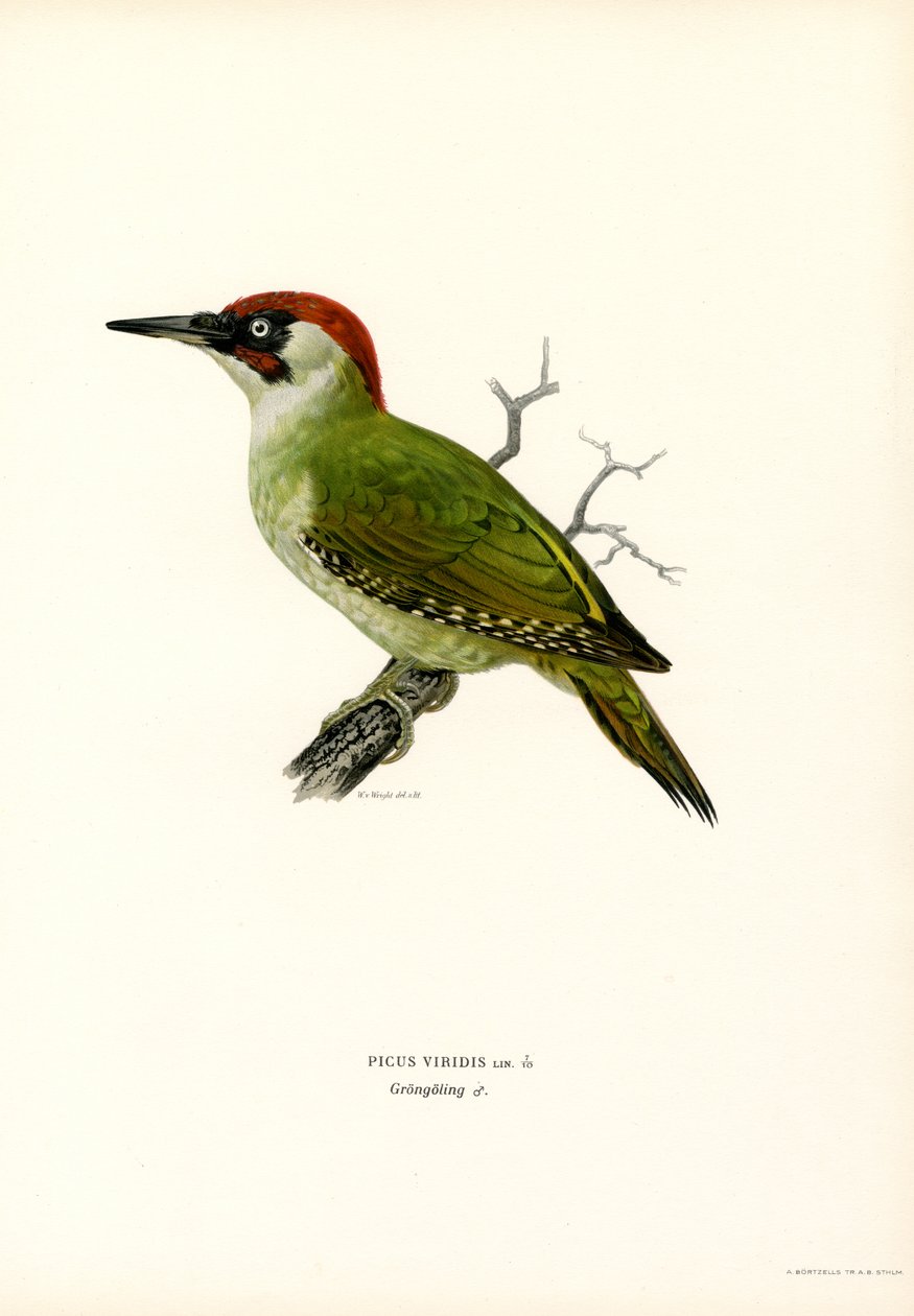 Green Woodpecker by Magnus Ferdinand and Wilhelm von Wright