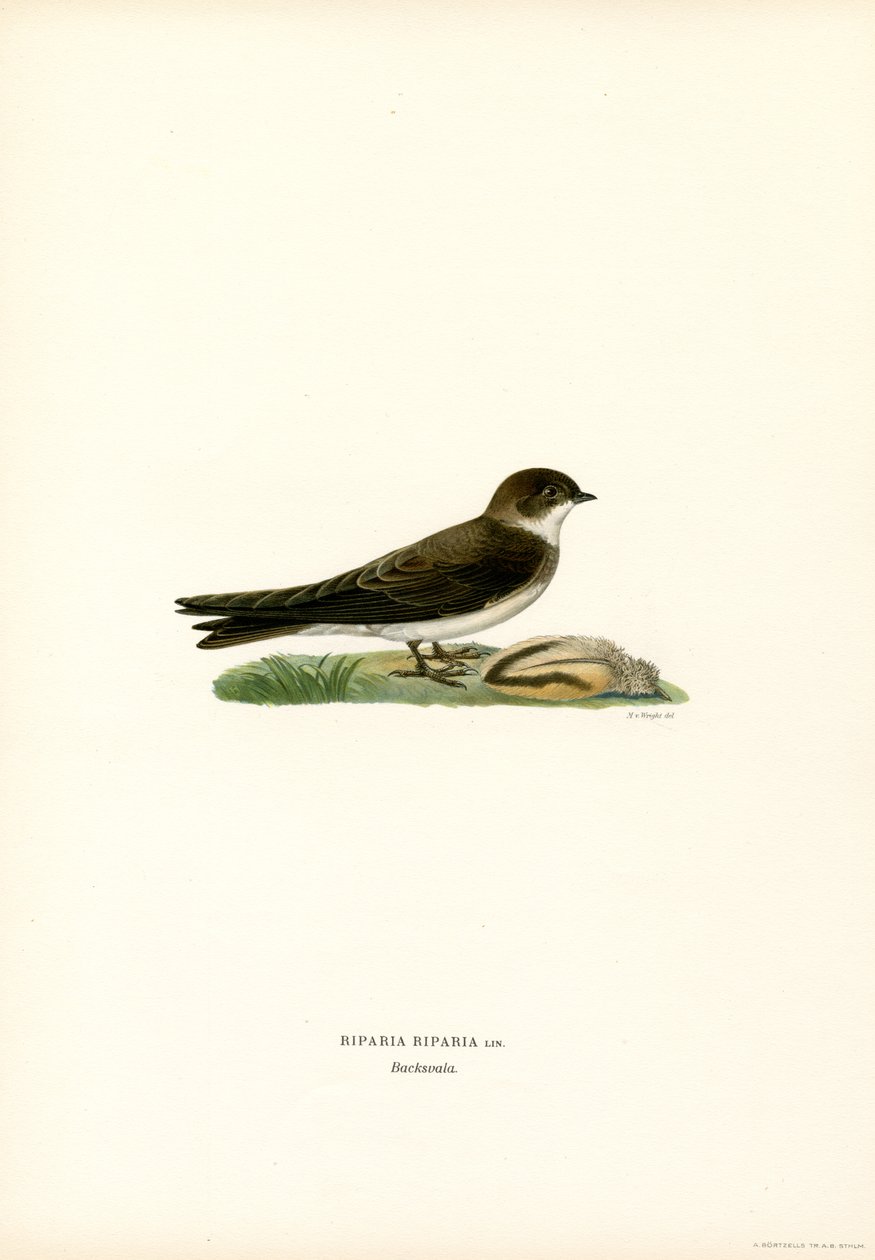 Sand Martin by Magnus Ferdinand and Wilhelm von Wright