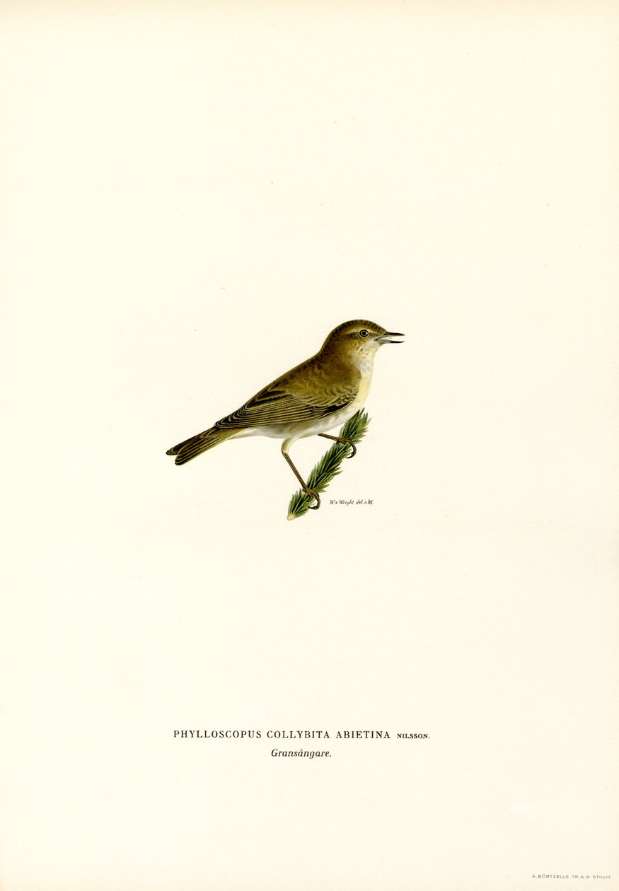 Chiffchaff by Magnus Ferdinand and Wilhelm von Wright