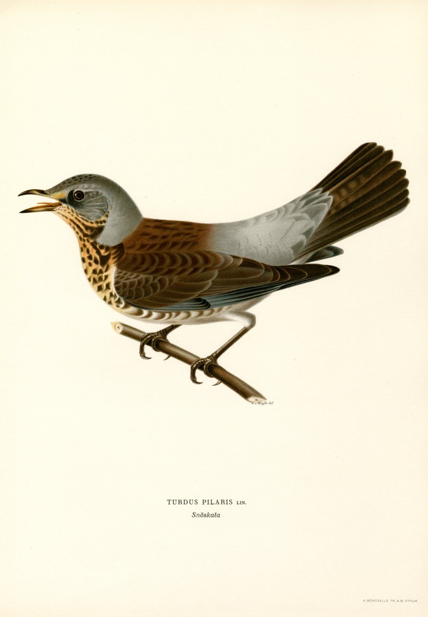 Fieldfare by Magnus Ferdinand and Wilhelm von Wright