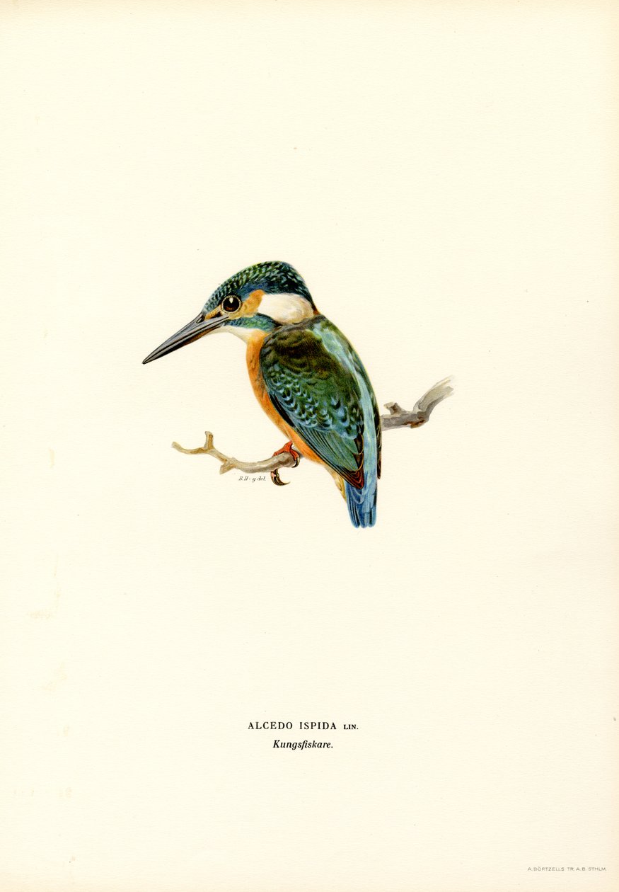 Kingfisher by Magnus Ferdinand and Wilhelm von Wright