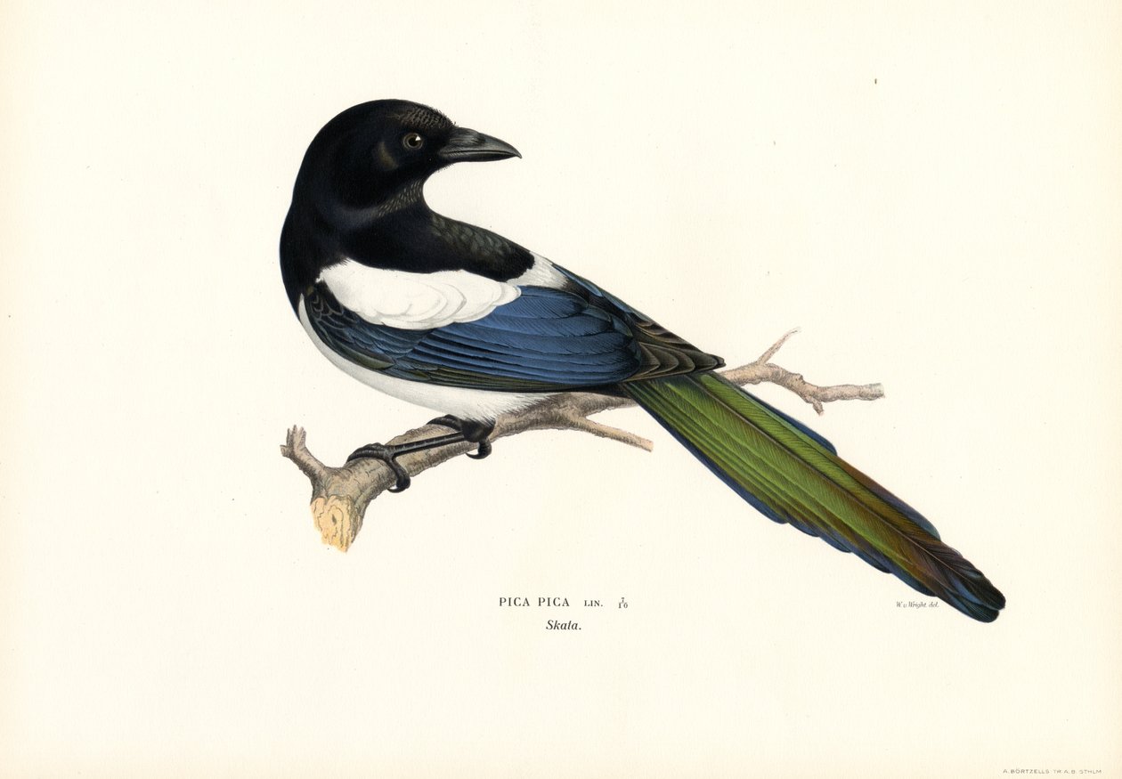 Magpie by Magnus Ferdinand and Wilhelm von Wright