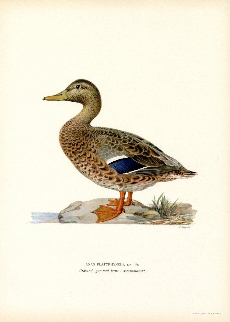 Mallard by Magnus Ferdinand and Wilhelm von Wright