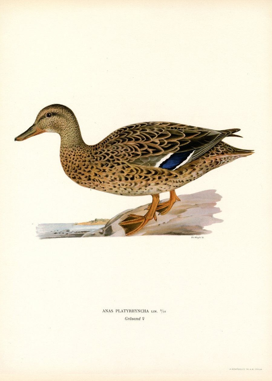 Mallard by Magnus Ferdinand and Wilhelm von Wright