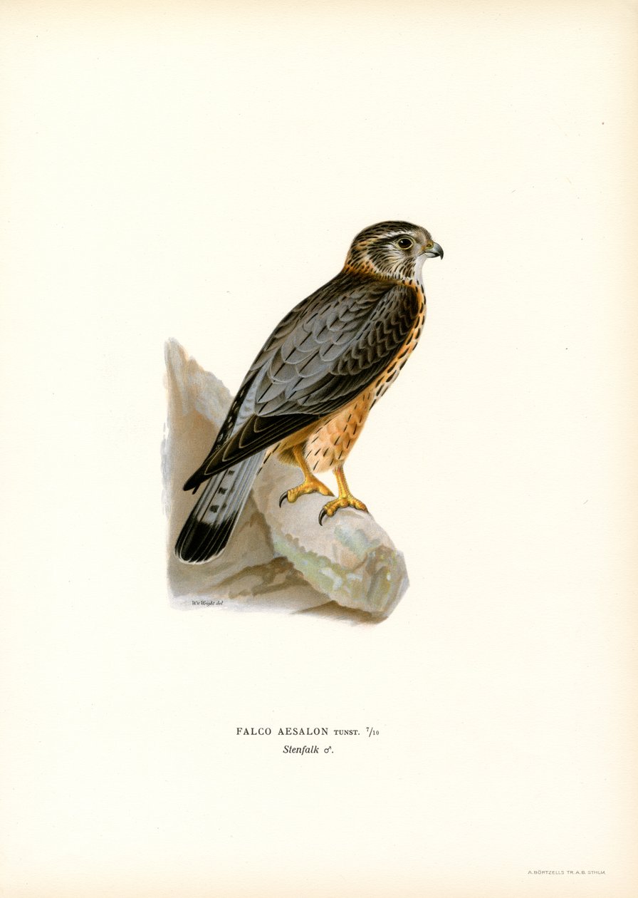 Merlin by Magnus Ferdinand and Wilhelm von Wright