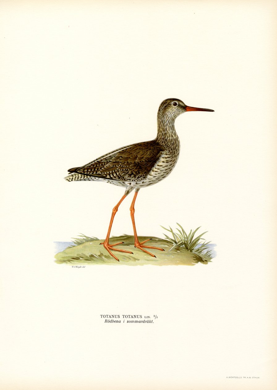 Redshank by Magnus Ferdinand and Wilhelm von Wright