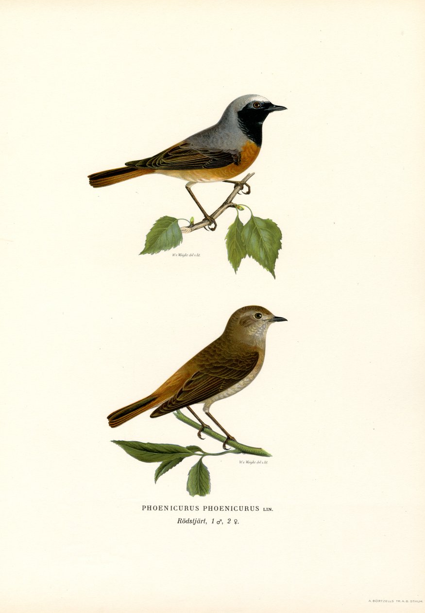 Redstart by Magnus Ferdinand and Wilhelm von Wright