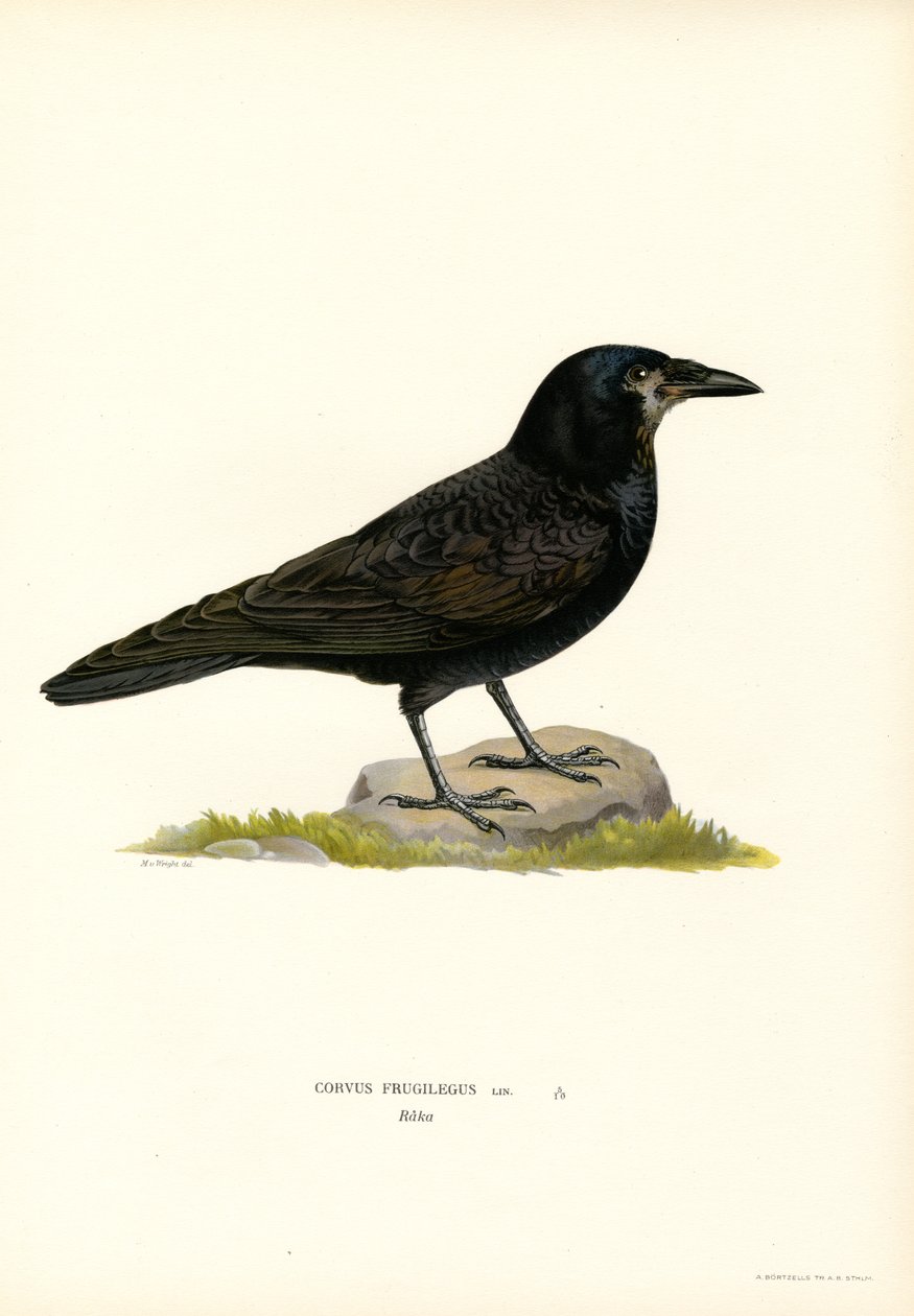 Rook by Magnus Ferdinand and Wilhelm von Wright