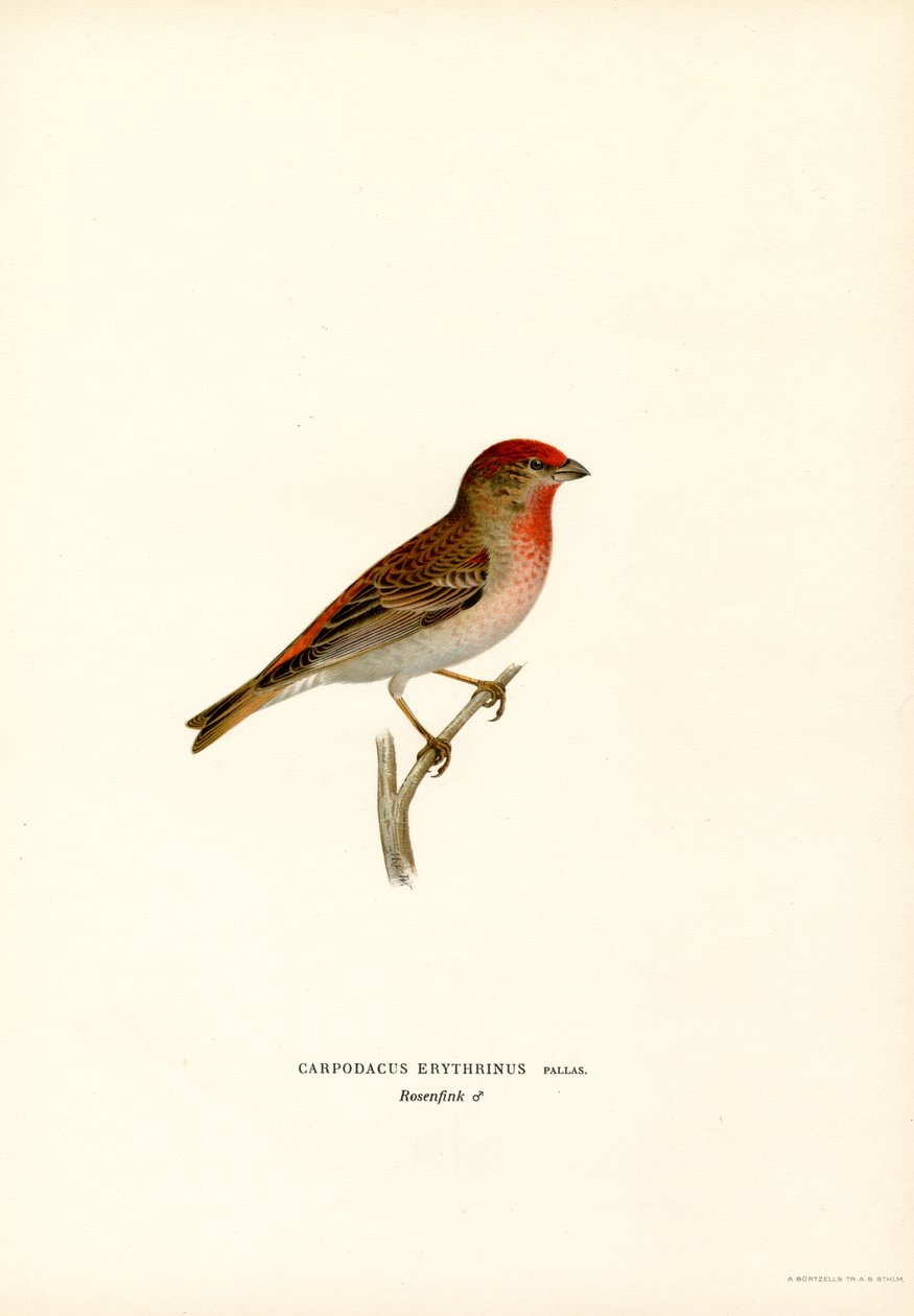 Rosefinch by Magnus Ferdinand and Wilhelm von Wright