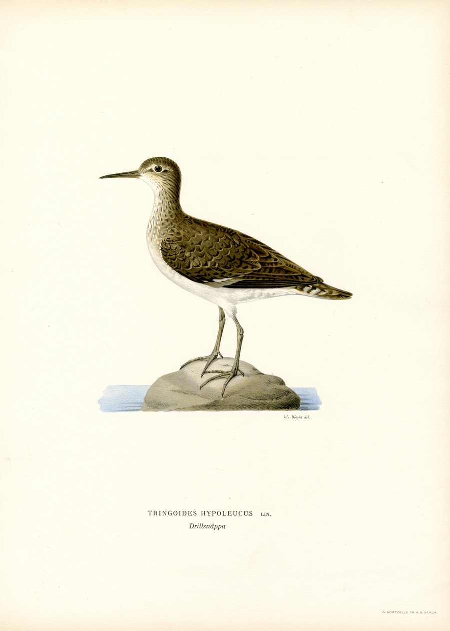 Sandpiper by Magnus Ferdinand and Wilhelm von Wright