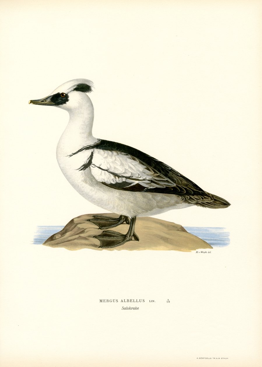 Smew by Magnus Ferdinand and Wilhelm von Wright
